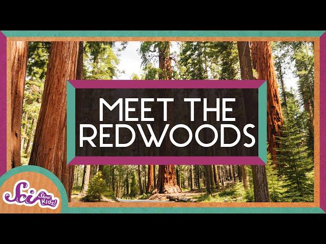 The World’s Tallest Trees! | Explore the Redwoods | SciShow Kids