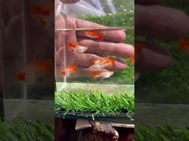 Albino Koi Short Body Ribon Long Ear Fin C #guppy