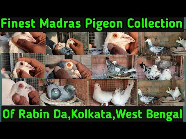 High-Quality Madras Pigeon loft visit of Rabin Da||Kolkata,West Bengal||