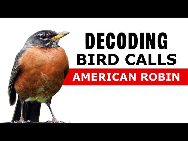 American Robin: Sounds Decoded