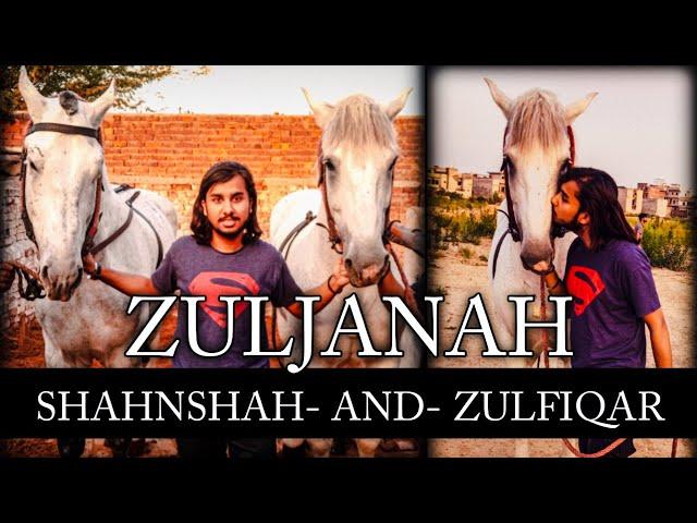 Zuljanah Zulfiqar and Shahnshah Badshah | Horse of Imam Hussain | Zuljanah Vlog