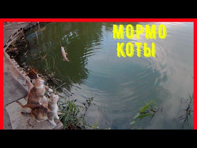 Fish Season  FARIO NT MORM 602XUL-S-21/мормышинг/коты накормлены