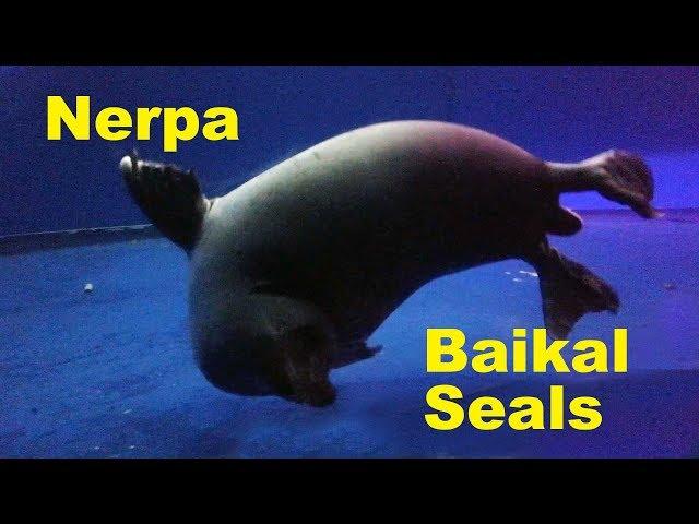 Nerpa - Lake Baikal Seals