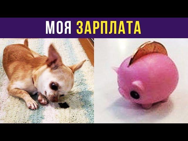 Приколы. МОЯ ЗАРПЛАТА | Мемозг #104