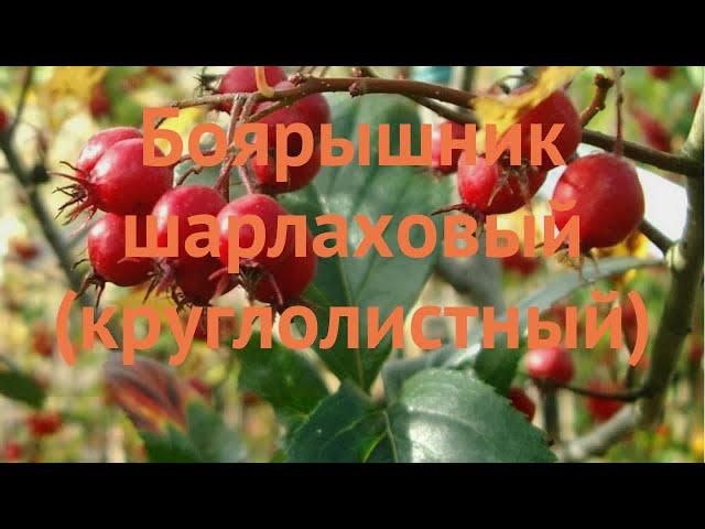 Боярышник круглолистный (crataegus)  круглолистный боярышник обзор: как сажать, саженцы боярышника