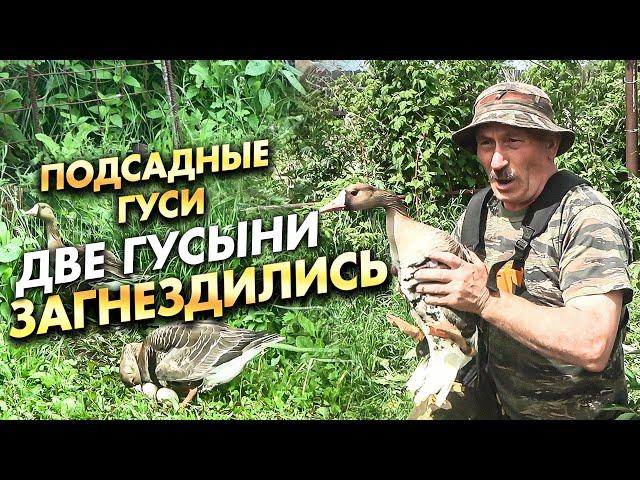Подсадные гуси / ДВЕ ГУСЫНИ ЗАГНЕЗДИЛИСЬ !
