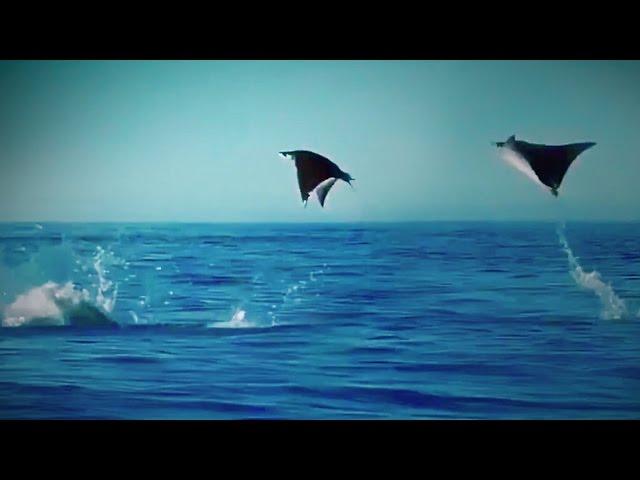 Hundreds of Manta Rays Leap into the Air