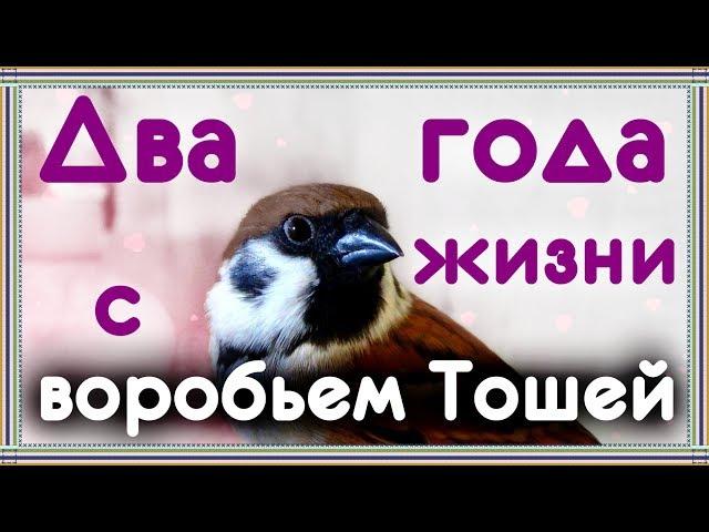 Ручной воробей - мои впечатления после двух лет жизни вместе.