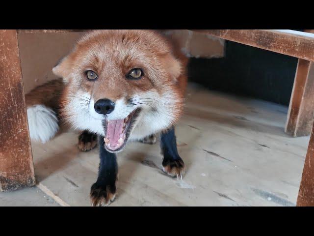 Watch this video when you want to keep foxes as pets