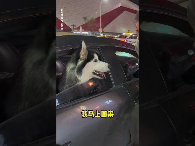 不拆：我可是乖乖小狗必須聽爹話 #哈士奇 #萌寵 #文明養狗 #爹寶狗