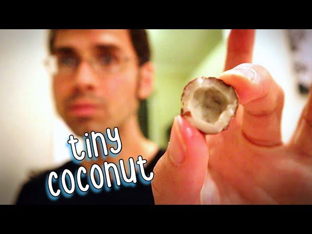 COQUITO NUTS - The Adorable Little Nut That Tastes Just Like COCONUT - Weird Fruit Explorer