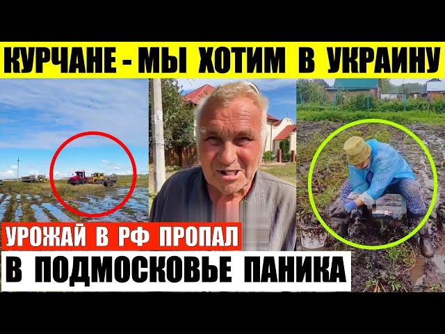 Жители Курска хотят в Украину. В Подмосковье паника. Урожай пропал из-за дождей.