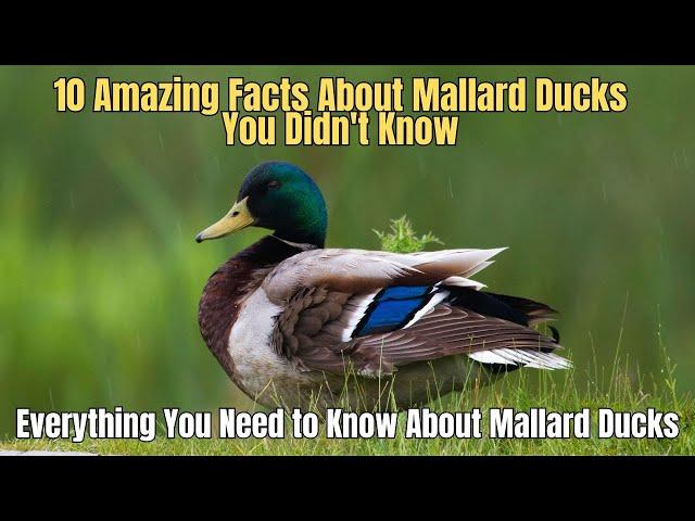  10 Amazing Facts About Mallard Ducks You Didn't Know 