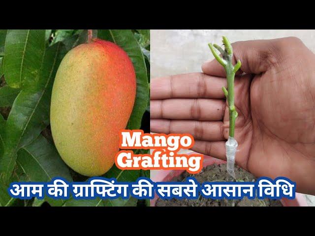 आम की कलम / ग्राफ्टिंग (Grafting) करने का सबसे आसान तरीका | Mango Plant V Grafting Technique