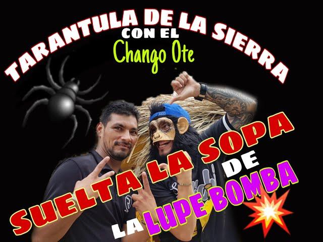 TARANTULA DE LA SIERRA Y EL CHANGO 0TE // solto la sopa sobre la LUPE BOMBA.