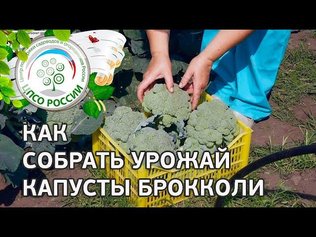  Собираем урожай капусты брокколи. Первый сбор капусты брокколи, что дальше?