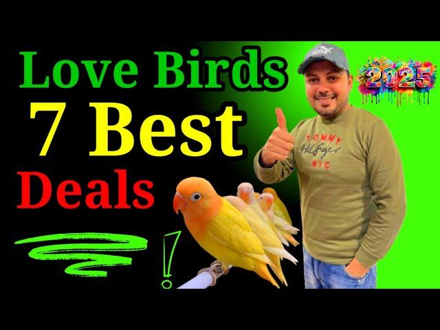 Love birds 7 Best Deals | best Offer 2025 | Love Birds Price in pakistan 2025 | Welcome Birds offer