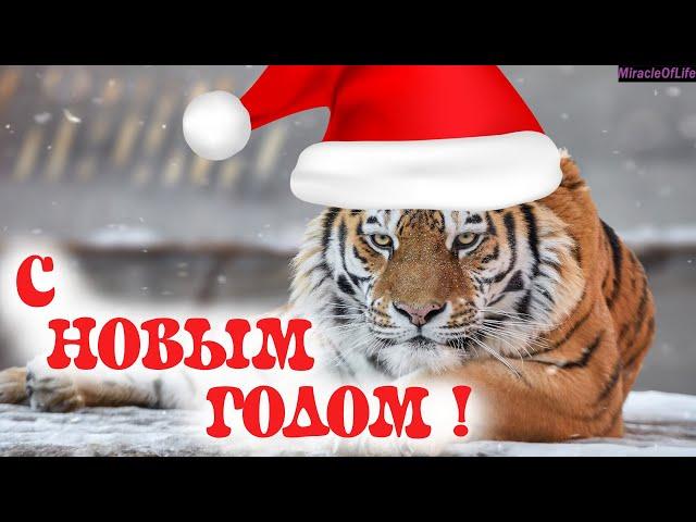 ЗВУК ТИГРА !!! 30 минут улетного веселья !!! С НОВЫМ 2022 ГОДОМ !!!