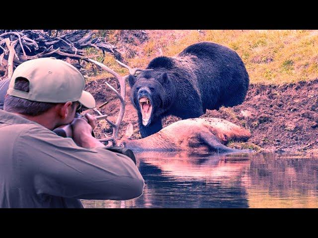 The best hunting clips for bears, boars and coyotes, fun watching