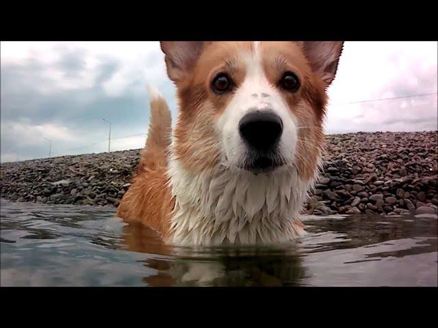 Как плавают корги - вид под водой