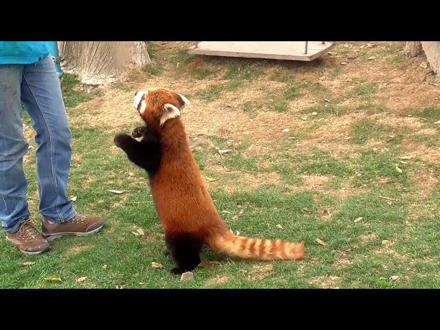 The red panda is really walking