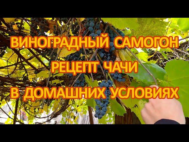 Лучший рецепт самогона из винограда, чача в домашних условиях