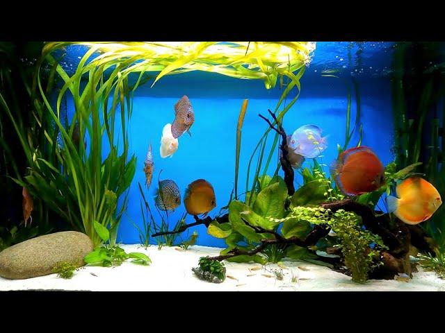 Stunning 4k Discus Fish Aquarium