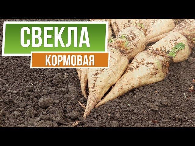 Полезные свойства Кормовой свёклы ️  Чем отличается кормовая свекла