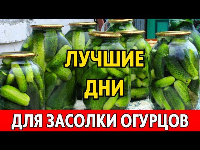 СОХРАНИТСЯ ВКУС И ПОЛЬЗА! Лунный календарь заготовки огурцов на июль и август 2024 года