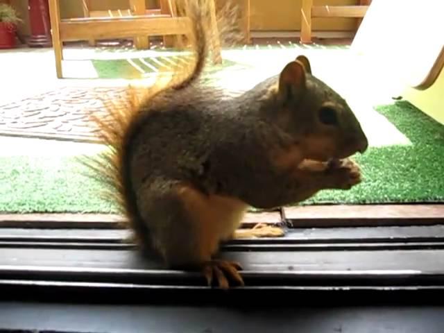 squirrel trying to get almonds from case