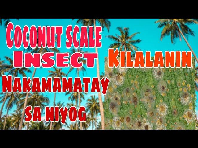 COCONUT SCALE INSECT  DAMAGE AND SYMPTOMS (HOW TO GET RID COCONUT SCALE INSECT)