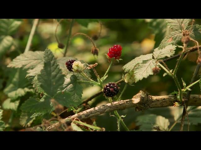 trailing blackberry - Rubus ursinus.  Identification and characteristics