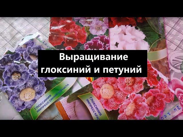 Моё увлечение цветами, глоксинии и петунии