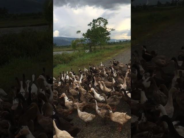 WHY DUCKS BLOCK THE ROAD ???? 