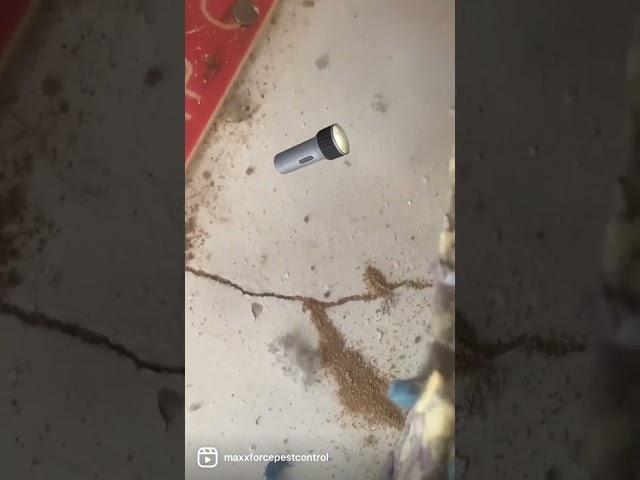 #termite #termitecontrol #wooddamage #inspection #treatments #Yuma #Arizona #maxxforcepestcontrol