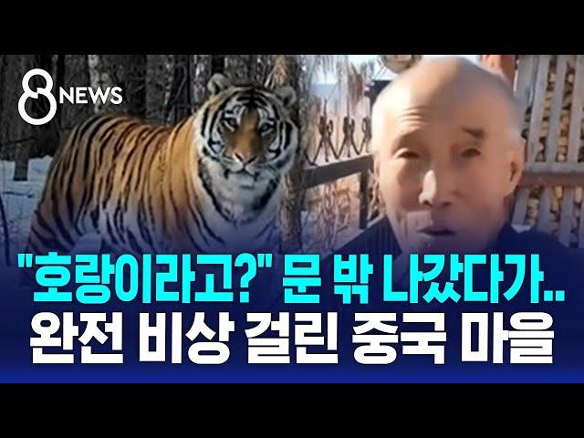 "호랑이라고?" 문 밖 나갔다가…완전 비상 걸린 중국 마을 / SBS 8뉴스