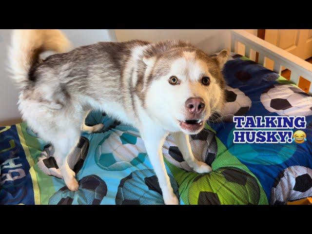 Talking Husky Argues With Dad Refusing To Leave! He’s Hilarious!!