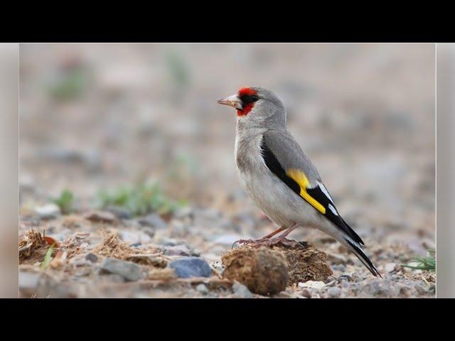 Щегол седоголовый (Carduelis caniceps)