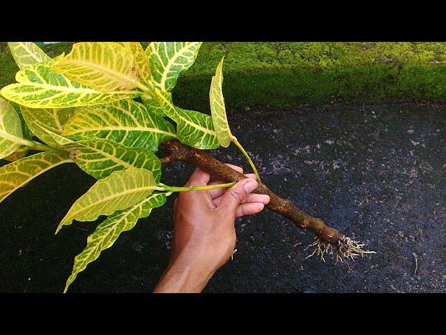 How to Grow Croton Plants From Stem Cuttings