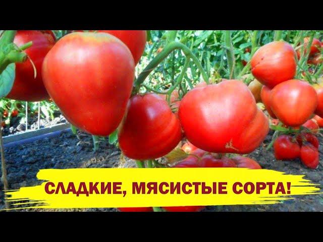 САМЫЕ КРУПНЫЕ, МЯСИСТЫЕ, СЛАДКИЕ СОРТА ТОМАТОВ для теплиц и открытого грунта!