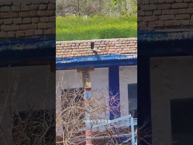 Uyghur Universal Uyi