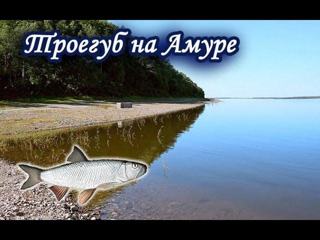 Троегуб на Амуре. Русская Рыбалка 3.99.