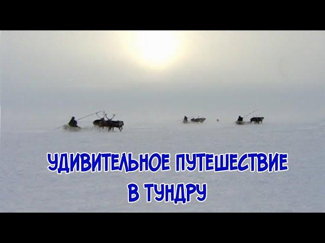 Удивительное путешествие в тундру