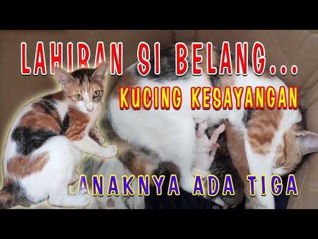 SIBELANG // KUCING KESAYANGAN MELAHIRKAN // ANAKNYA ADA TIGA