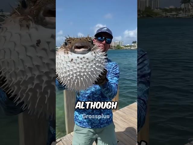 Puffer fish #shorts #science