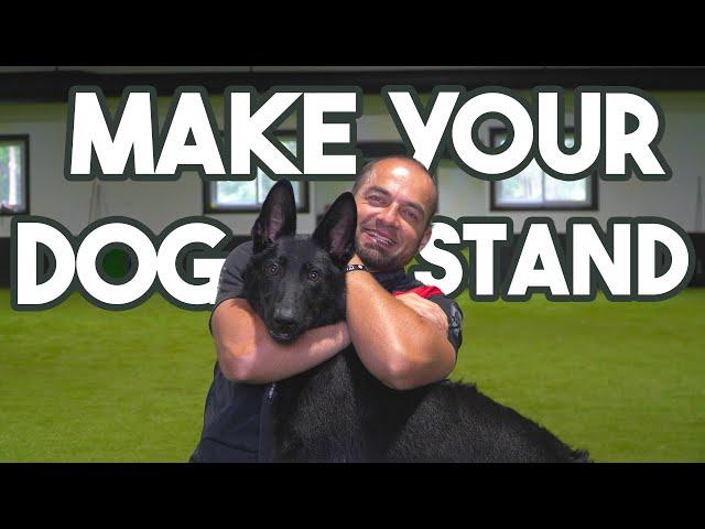 Train your Puppy to STAND tutorial