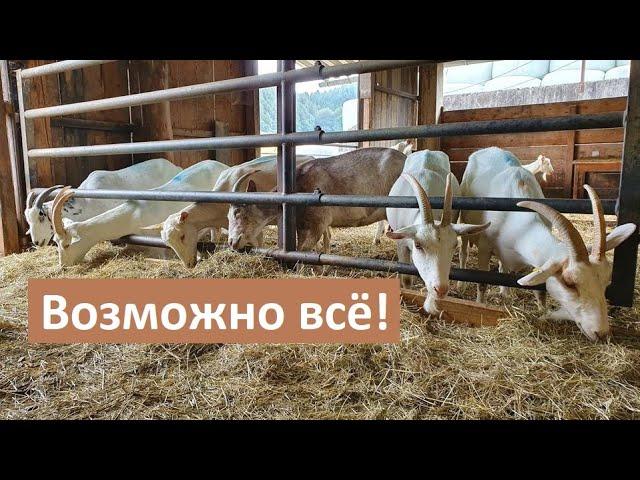 Меняем генотип коз