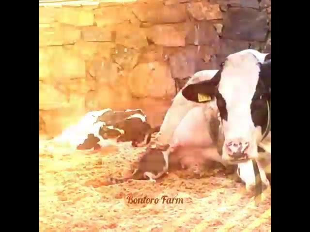 Minum susu langsung dari sumber nya