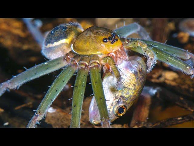 This Spider catches Fish and Frogs without a web! Dolomedes - Poisonous aquatic hunters!