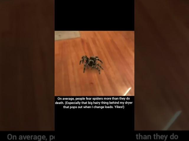 ppl fear spiders more.....